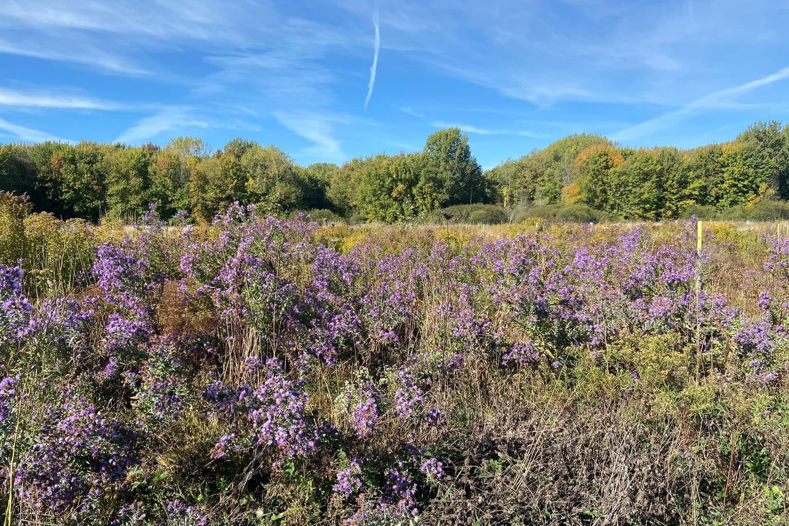 A wide autumn field of New England aster in full purple bloom with a treeline of turning foliage behind and a blue sky above