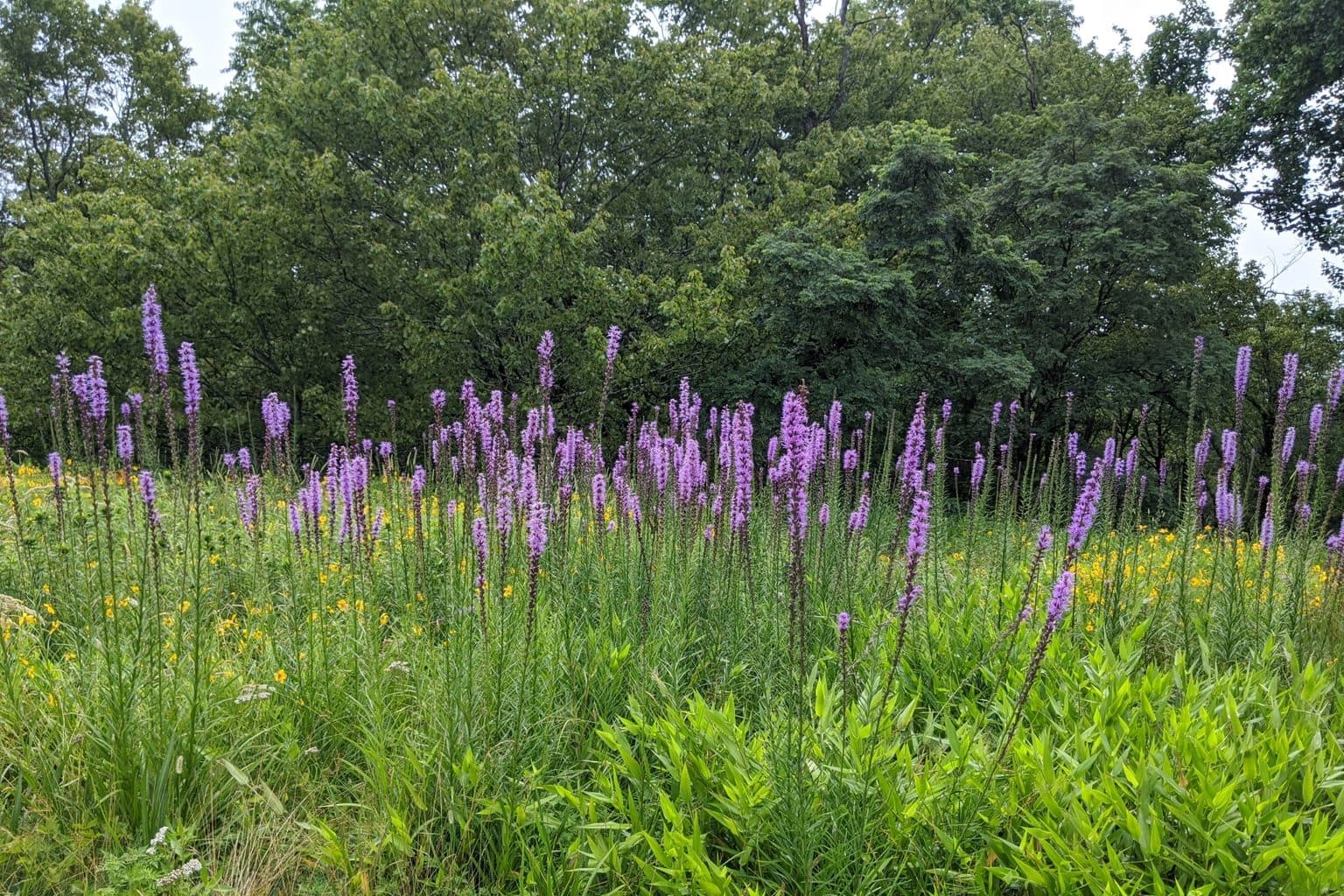 A meadow of purple dense blazing star spikes in front of a tree line