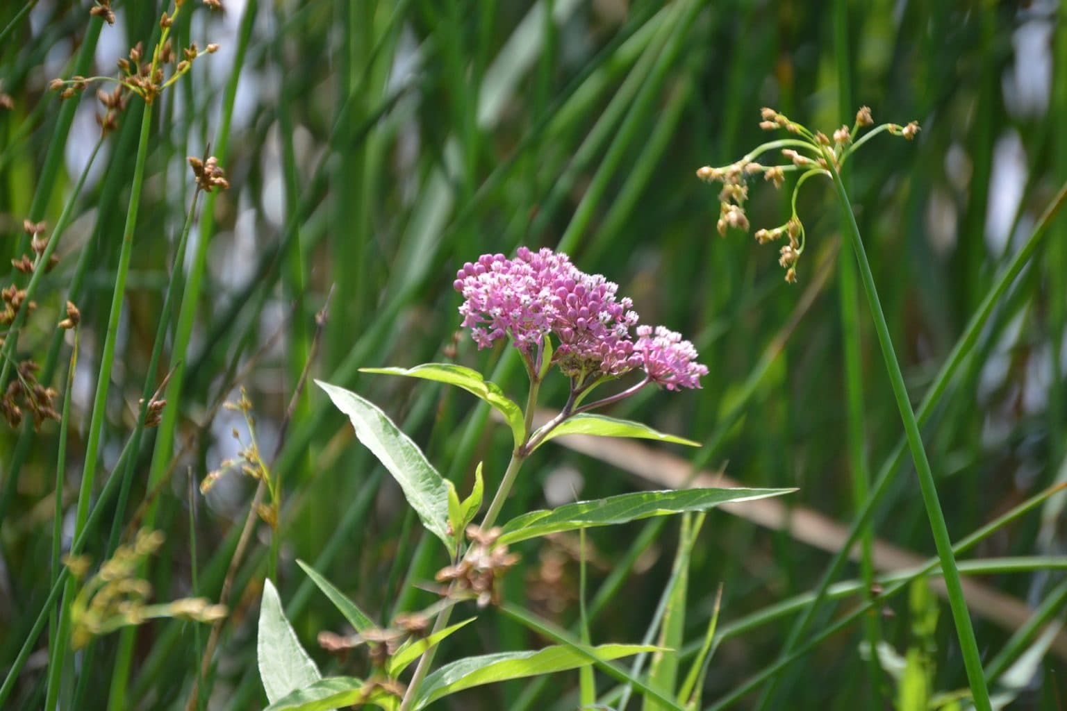 Swamp milkweed in bloom, a cluster of pink flowers on an upright stem among green wetland grasses and rushes