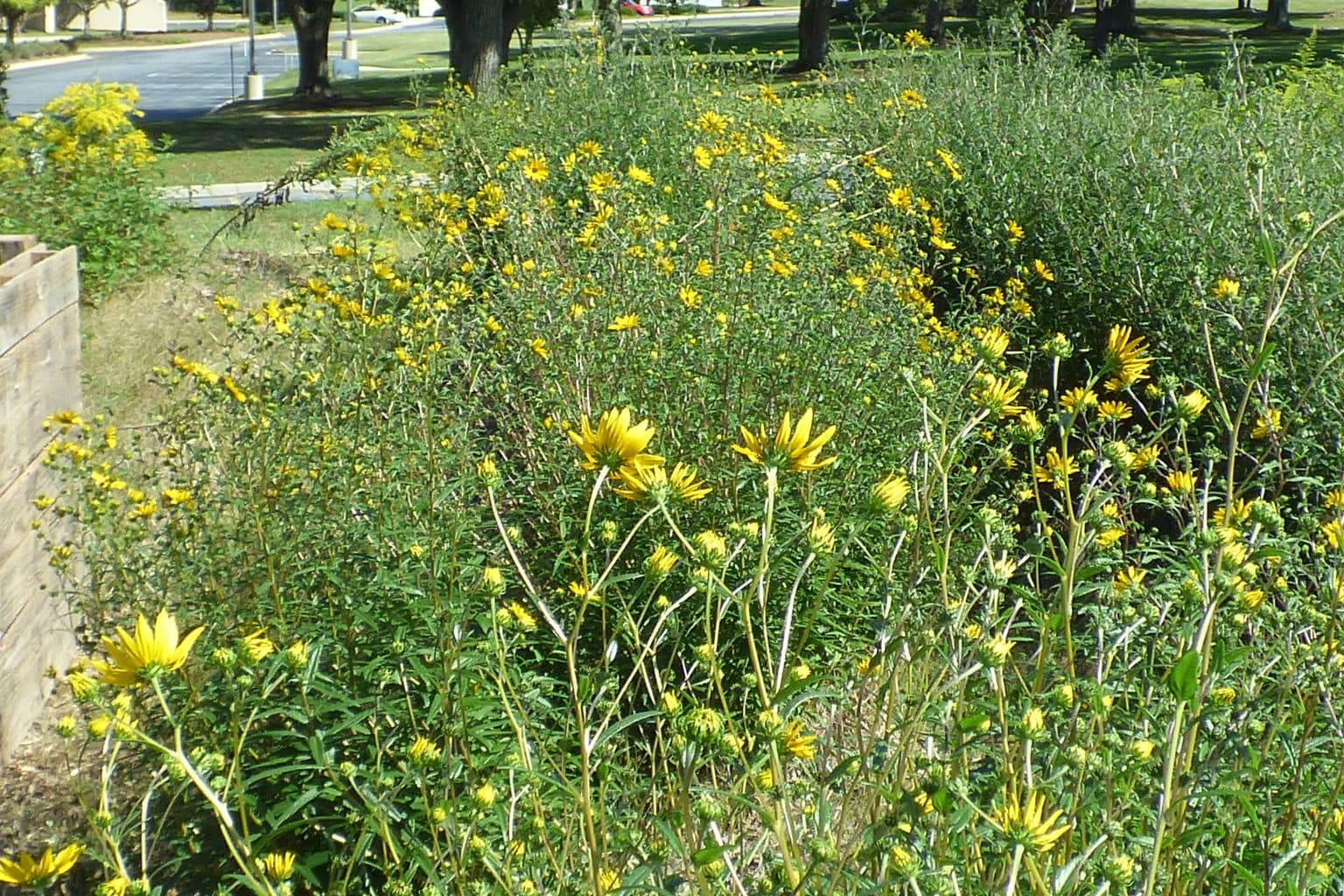 A tended Mississippi front-yard native planting bed with clean edges in a suburban neighborhood