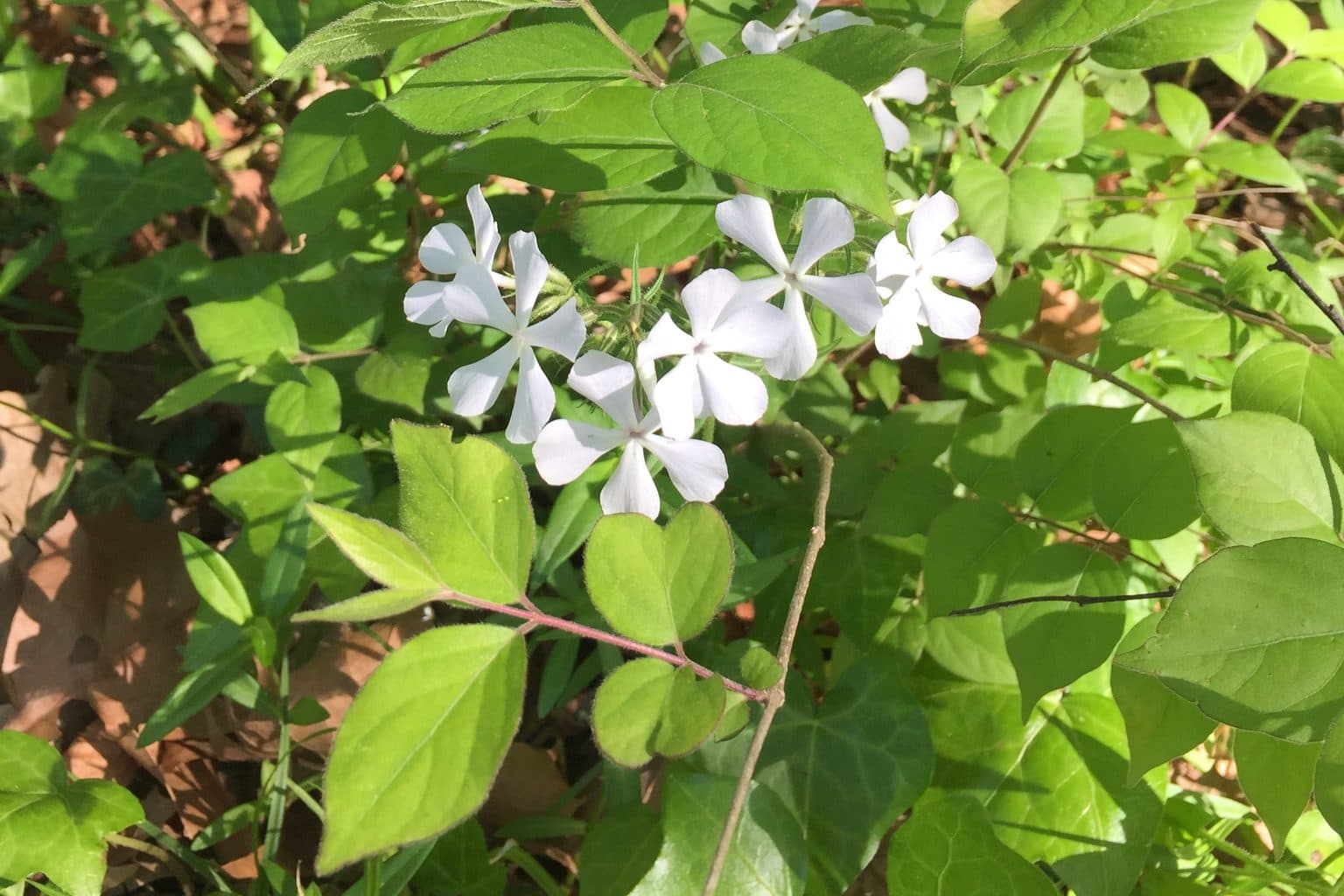 White wild phlox flowers against green leaves