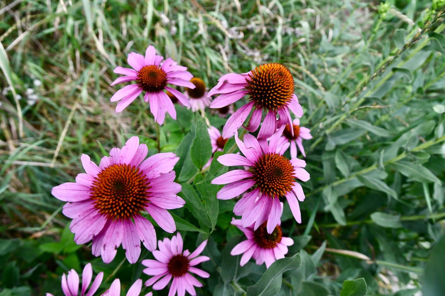 A clump of purple coneflower in bloom, pink petals around orange centers, growing among grasses and green foliage in a planted bed