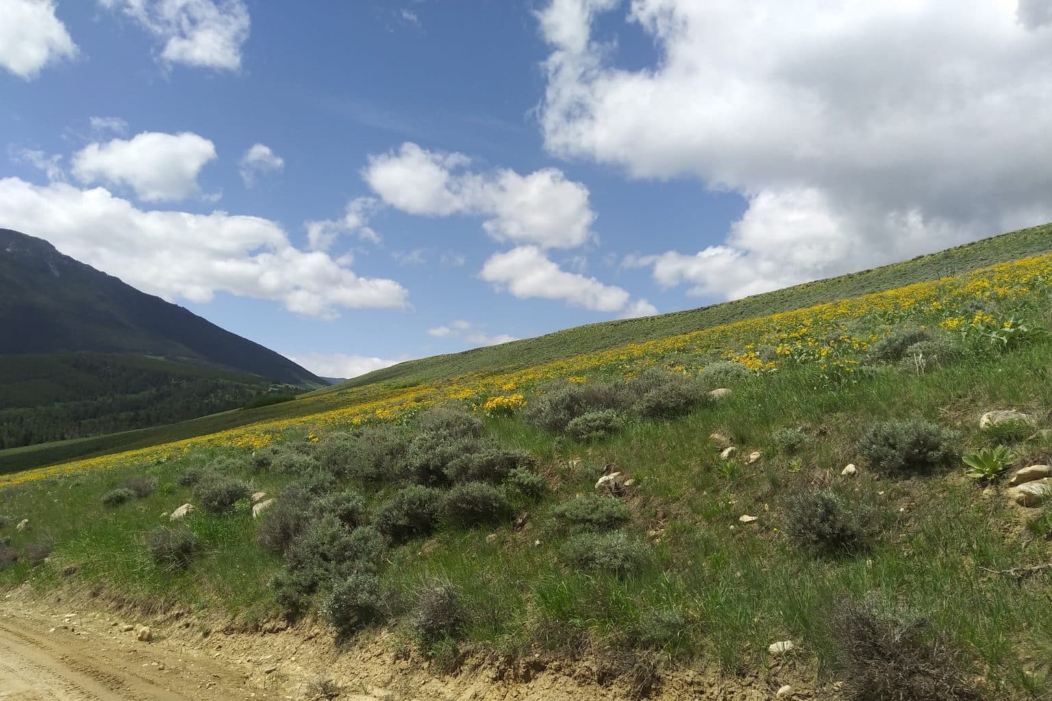 A dense band of golden arrowleaf balsamroot in bloom across a Montana sagebrush hillside with mountains behind
