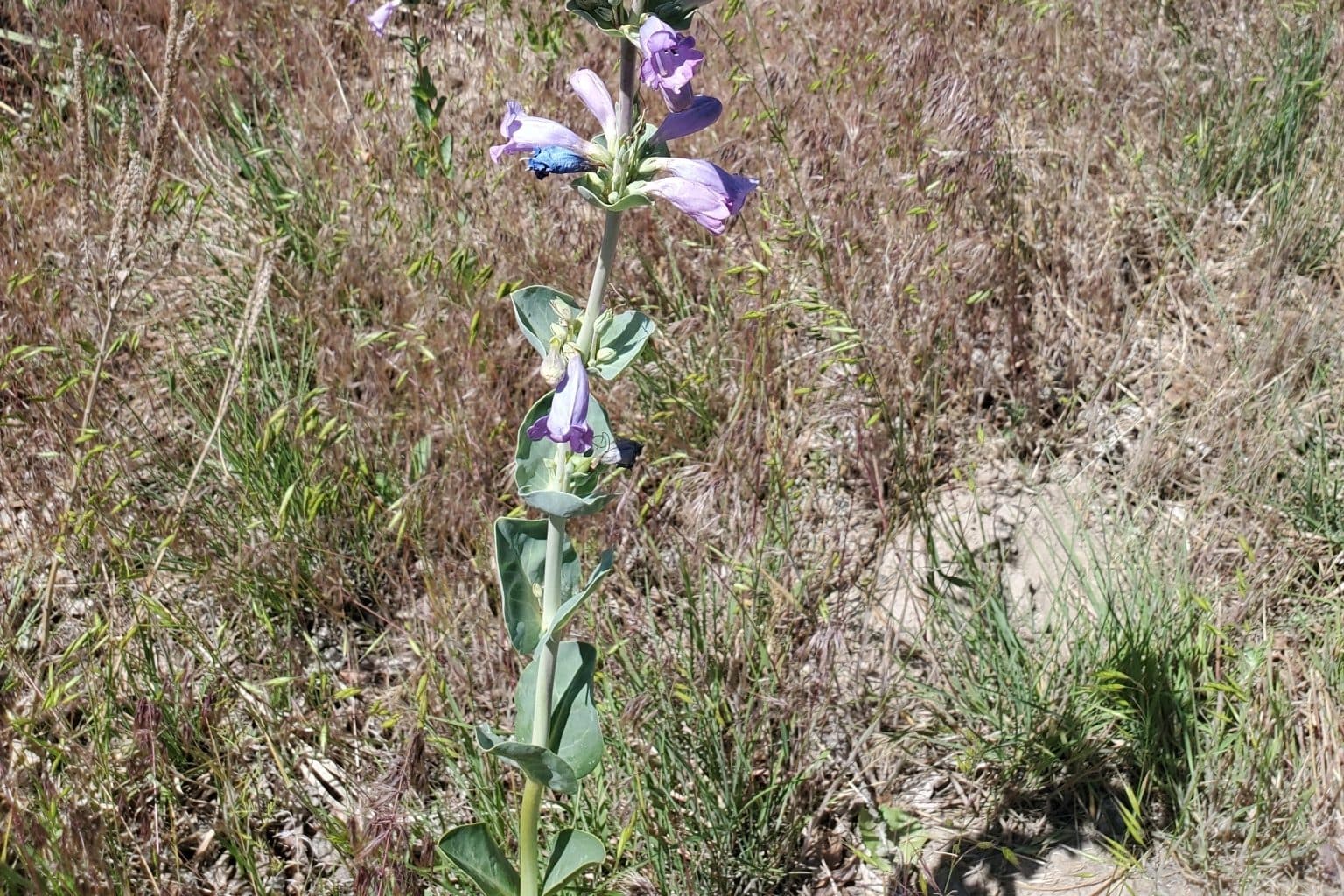 A large beardtongue stem with pale lavender flowers in dry grass