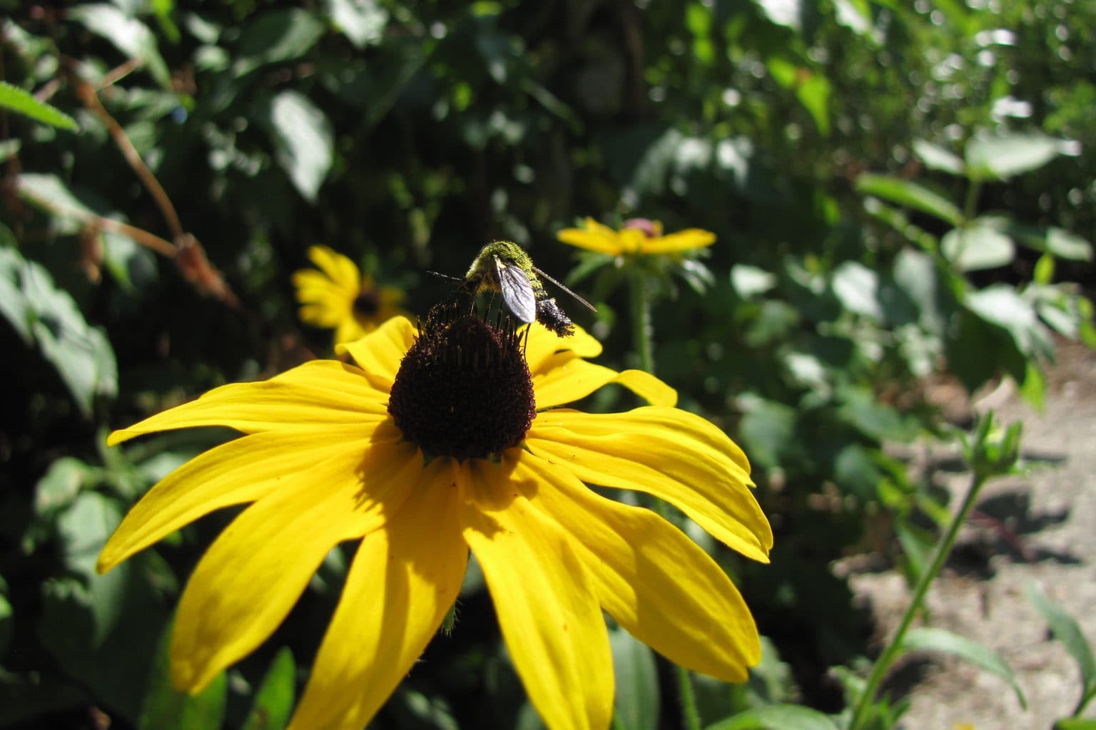 A tended Nebraska front-yard native planting bed with clean edges in a suburban neighborhood