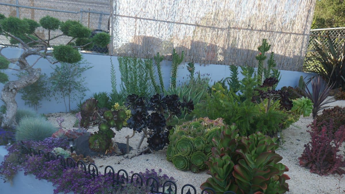 A drought-tolerant bed of succulents in light gravel with low edging