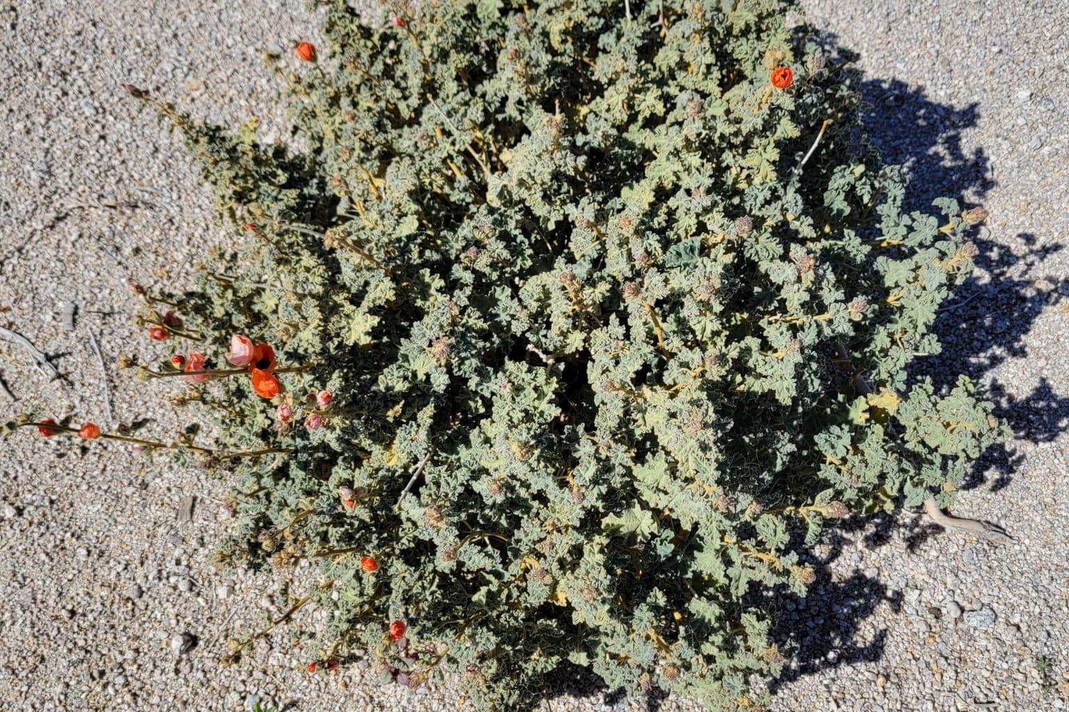 A desert globemallow shrub with orange flowers on gravel