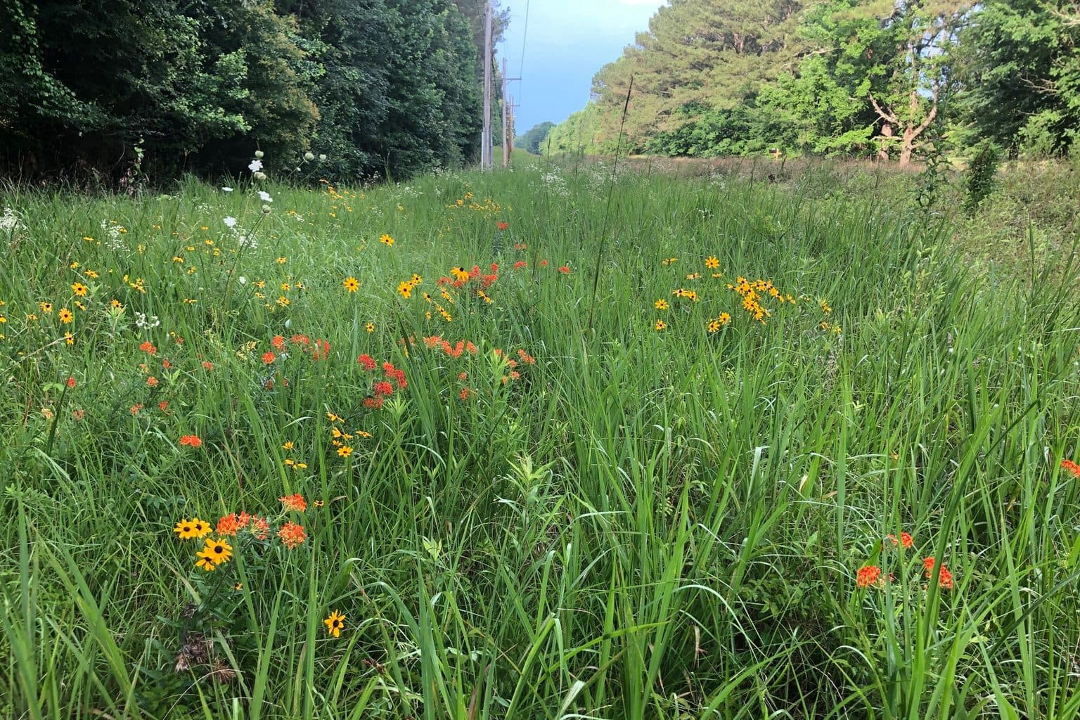 A summer meadow of orange butterfly weed and yellow black-eyed Susans among tall grasses, with a treeline behind