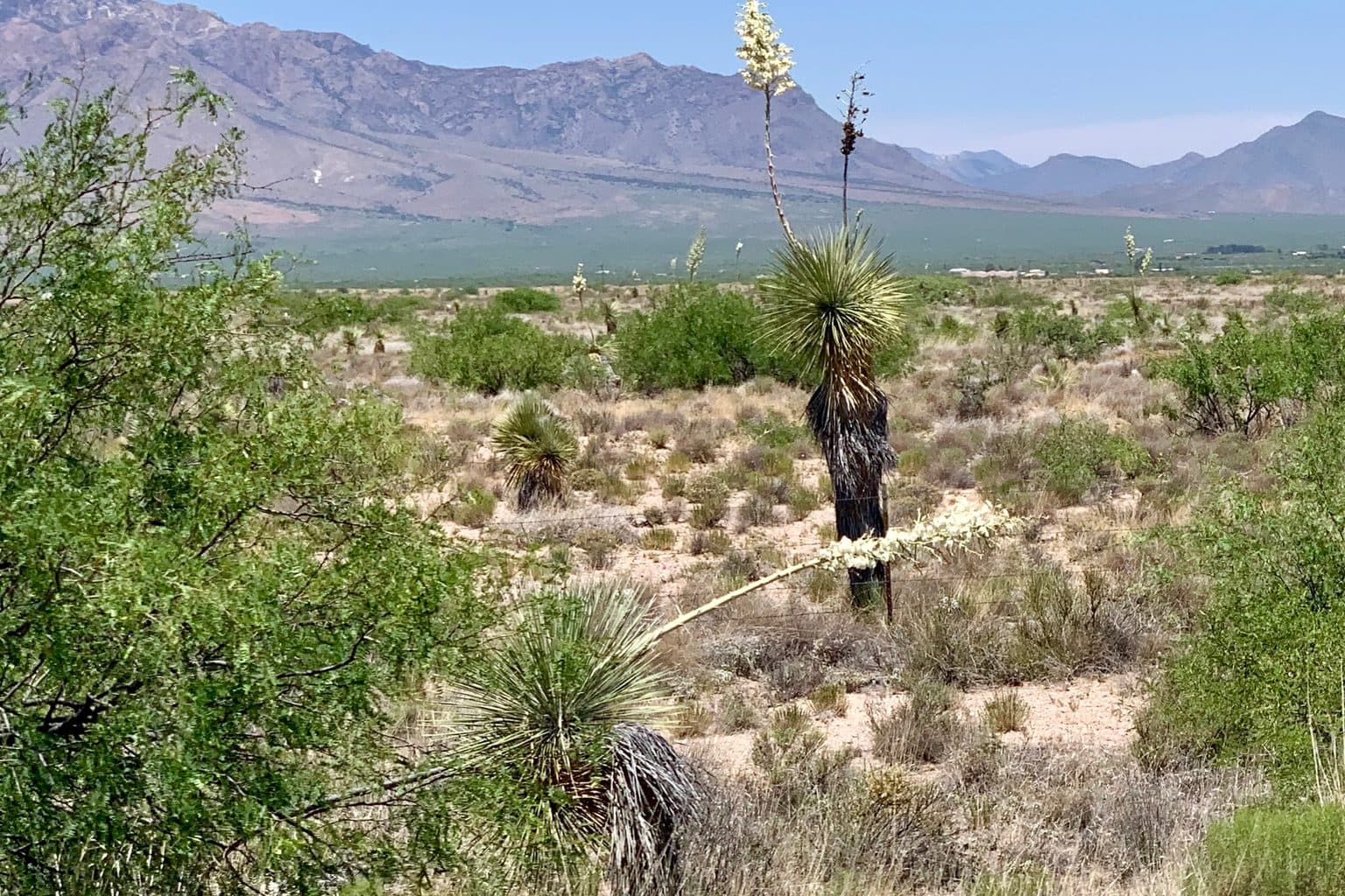 Blooming soaptree yucca scattered across a New Mexico desert grassland with mountains in the background