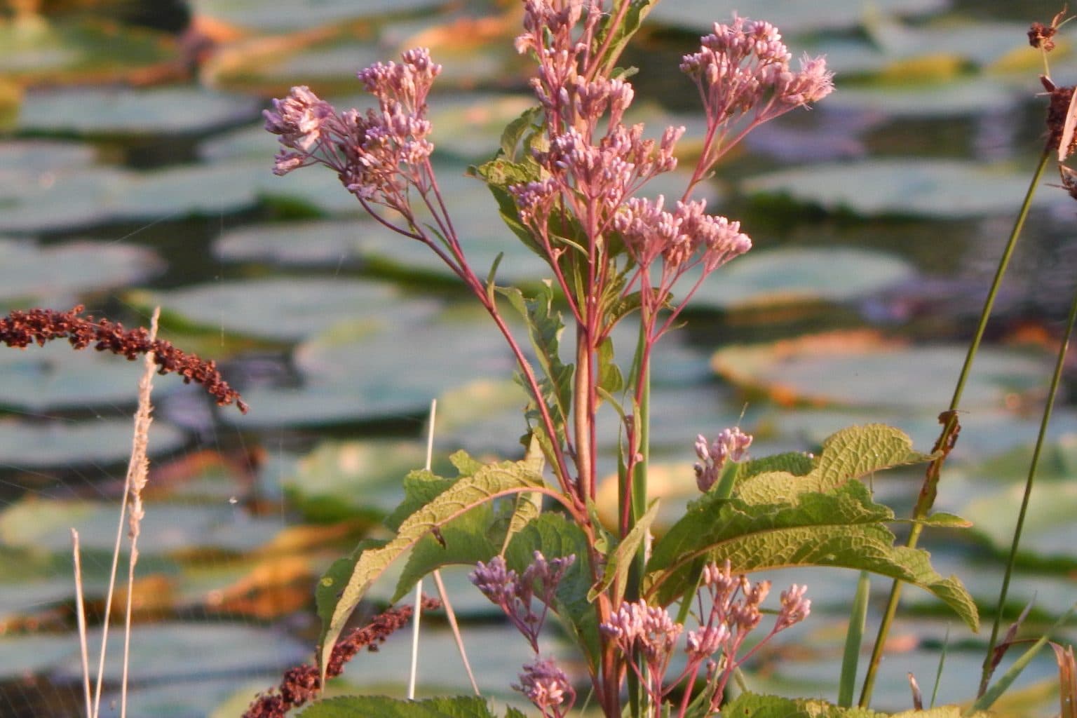Spotted Joe-Pye weed in bloom with dusty pink flower clusters on red stems, standing at the edge of a pond covered in lily pads