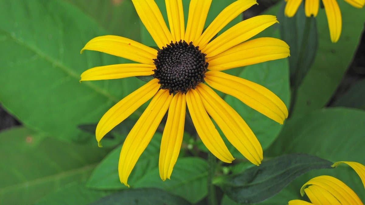 A single yellow black-eyed susan bloom with a dark brown center, surrounded by green foliage
