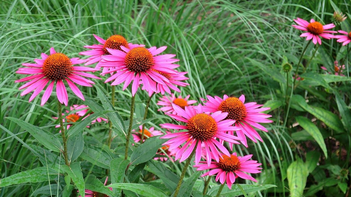 A mass planting of pink coneflowers with clean edges beside ornamental grass in a landscaped bed