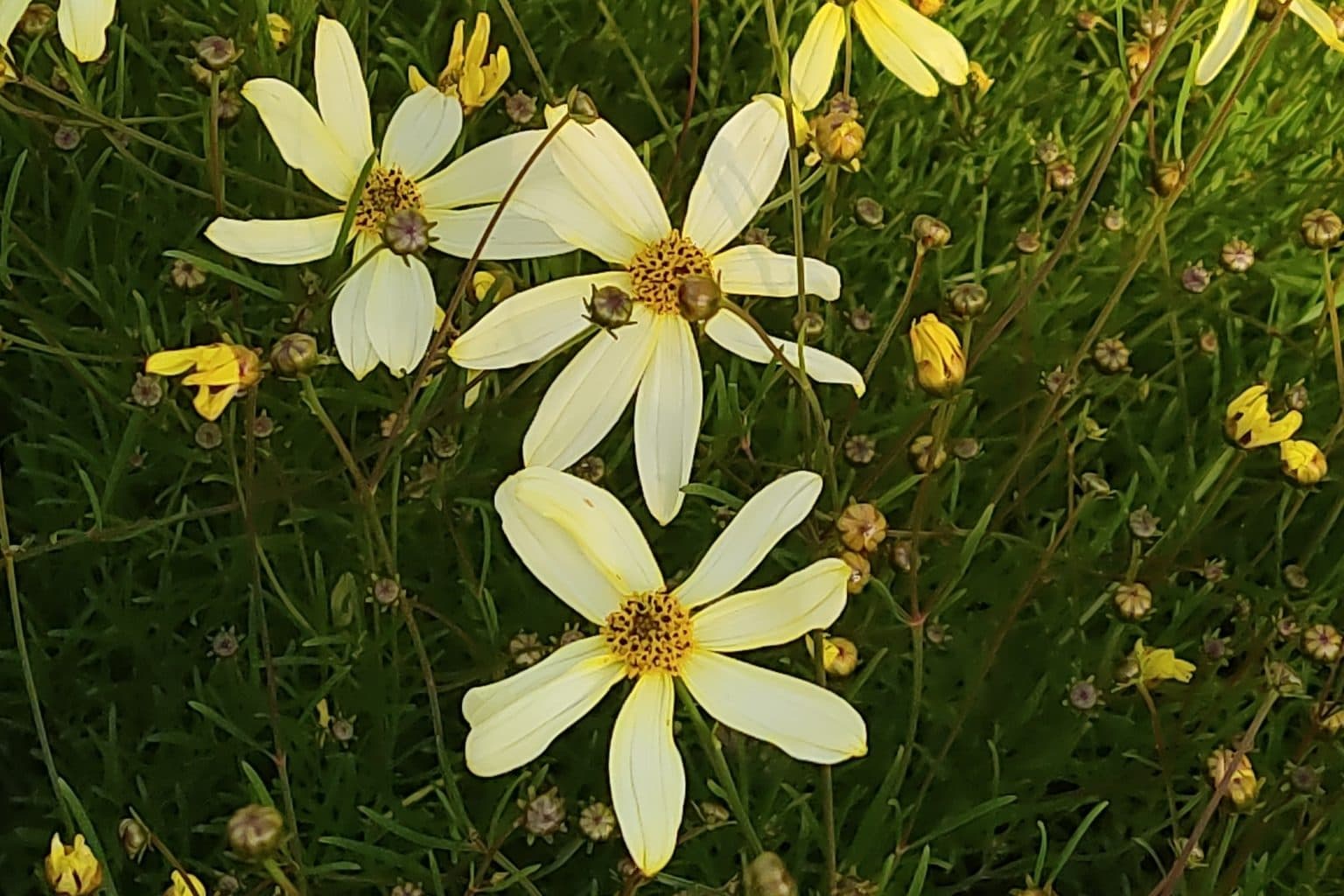 Pale yellow threadleaf coreopsis flowers above fine needle-like foliage