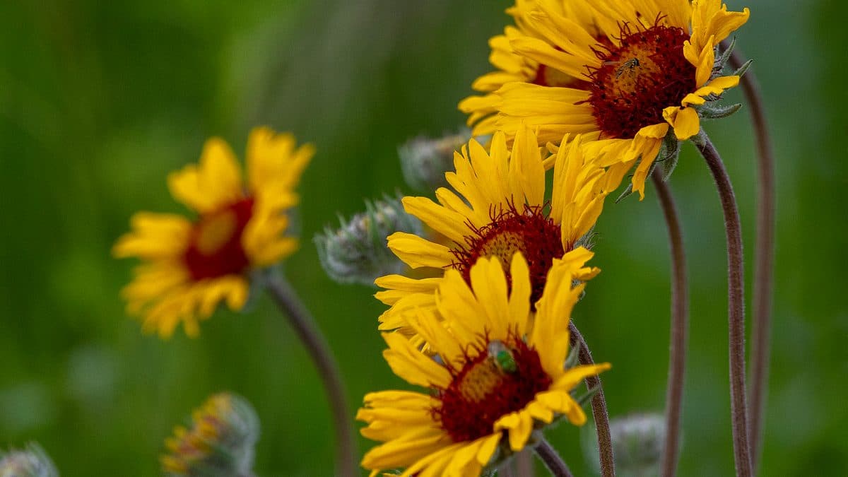Yellow blanketflowers with dark red centers against a green background