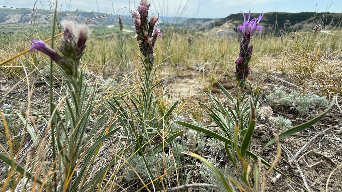 Three purple dotted blazing star spikes on a dry hillside above a river valley