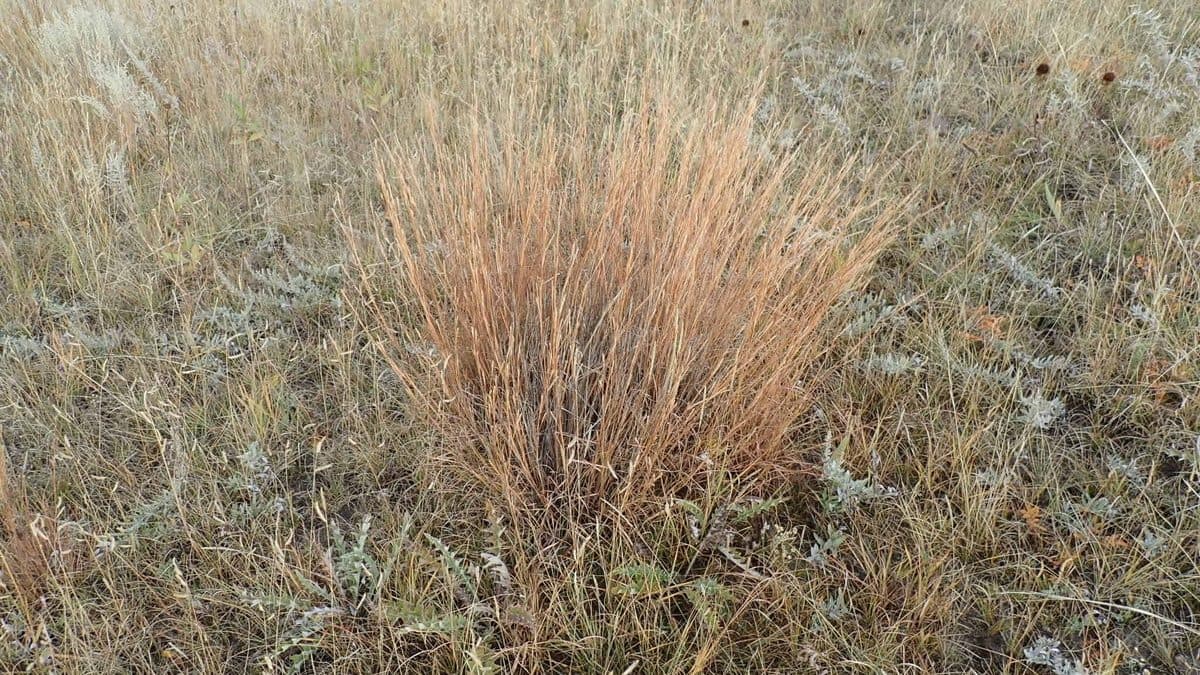 A tan clump of little bluestem grass in a dry prairie