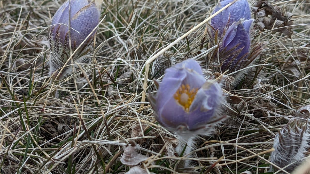 Pale purple pasqueflowers opening among dry grass