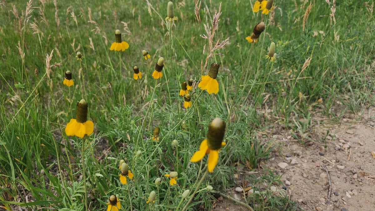 Yellow prairie coneflowers with tall brown centers growing beside a dirt path