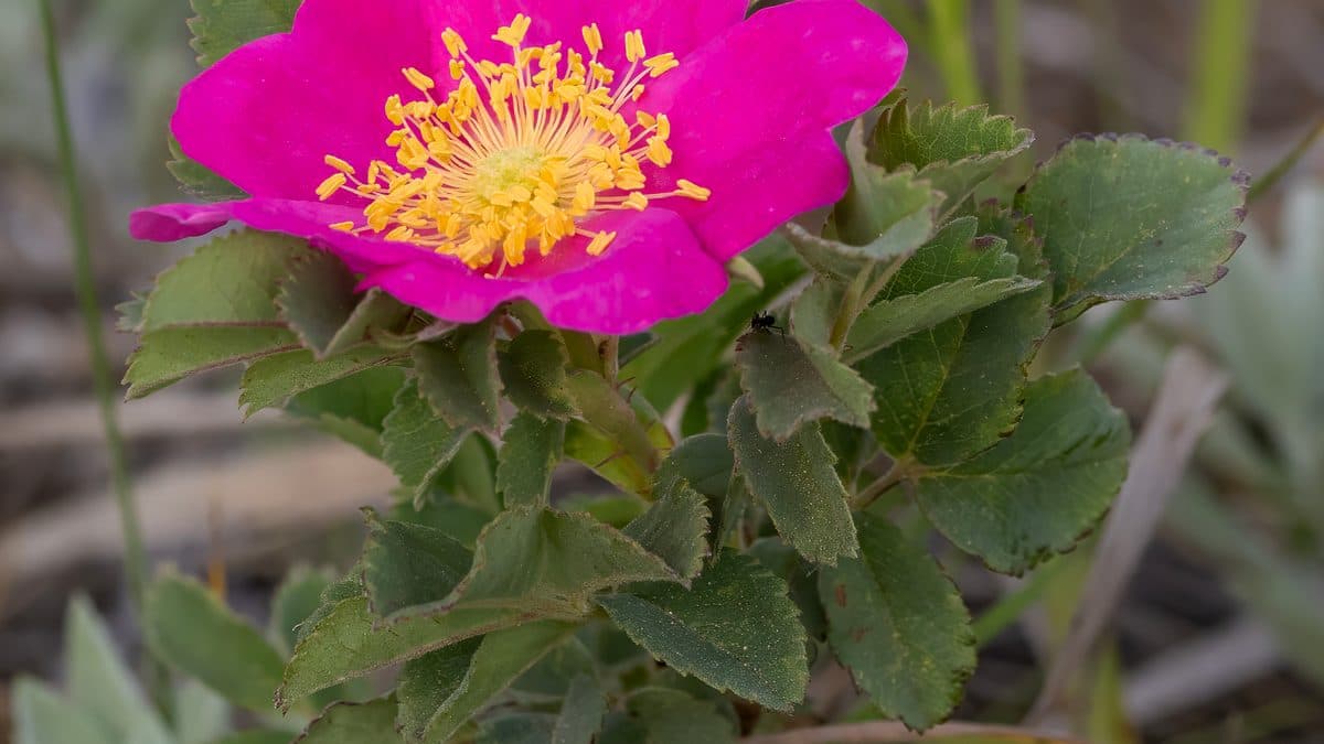 A bright pink prairie rose with a yellow center above toothed green leaves