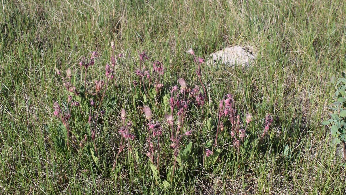 A drift of pink prairie smoke flowers in green grass