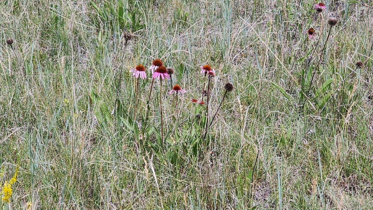 Purple coneflowers scattered through pale prairie grass