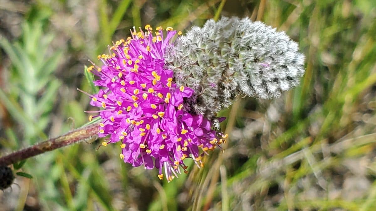 A magenta purple prairie clover flower head with orange anthers