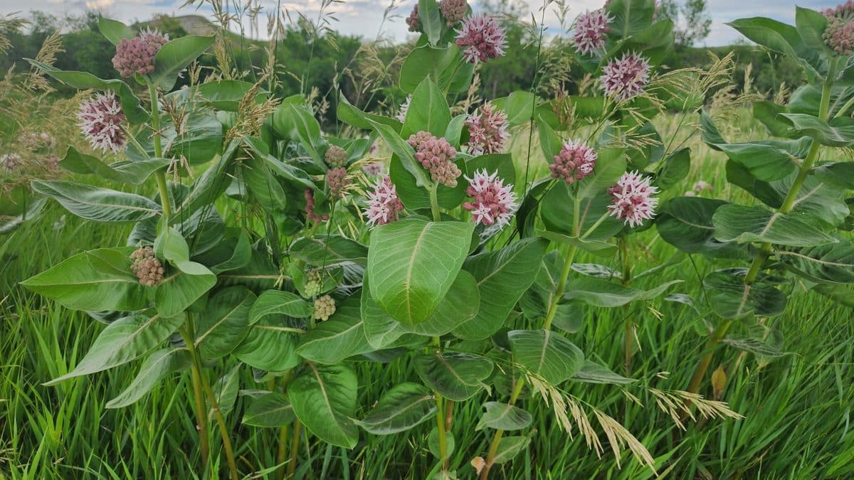A tall stand of showy milkweed with pink flower clusters in green grass