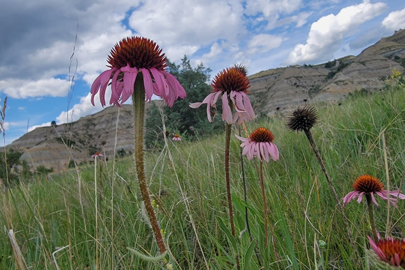 Narrow-leaved purple coneflowers in tall prairie grass below badlands bluffs under a cloudy sky