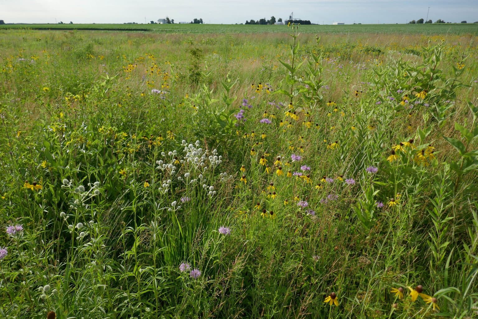 A Midwest prairie planting in summer with purple wild bergamot, yellow coneflowers and rattlesnake master among tall grasses, farmland on the horizon