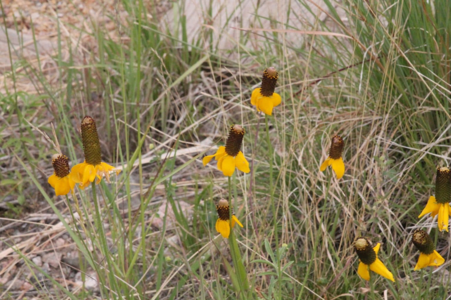 Several Mexican hat wildflowers with drooping yellow petals and tall brown cone centers in a native prairie stand