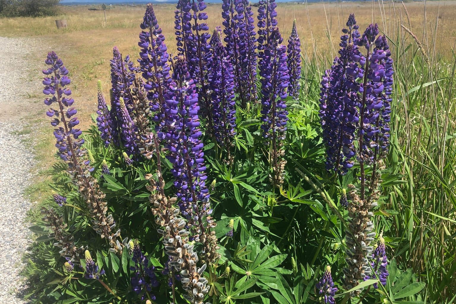 A dense clump of purple bigleaf lupine in bloom along a dry meadow roadside