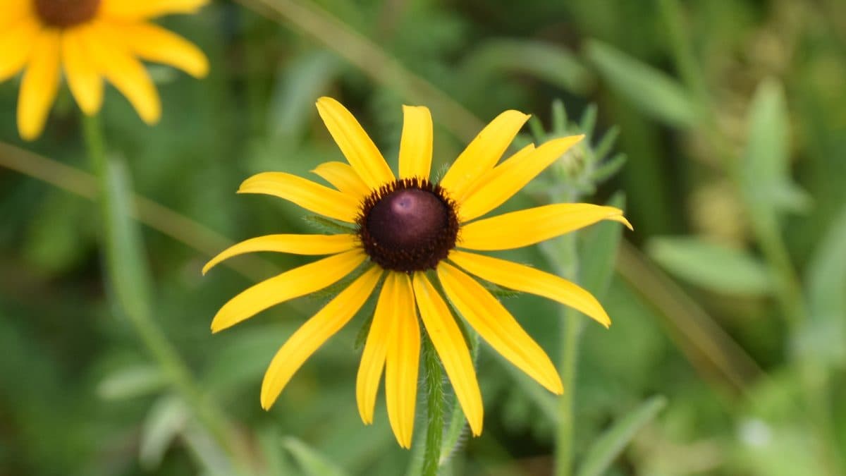 A black-eyed Susan flower with yellow petals and a dark center