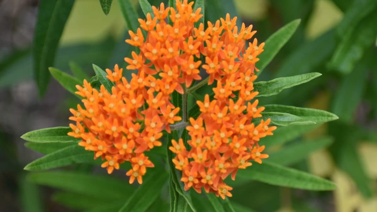 A cluster of orange butterfly weed flowers