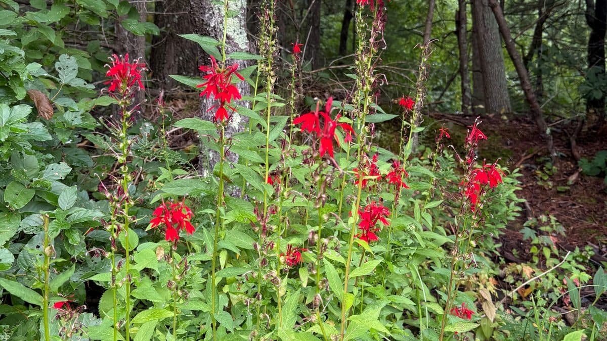 A stand of red cardinal flowers at the edge of a wood