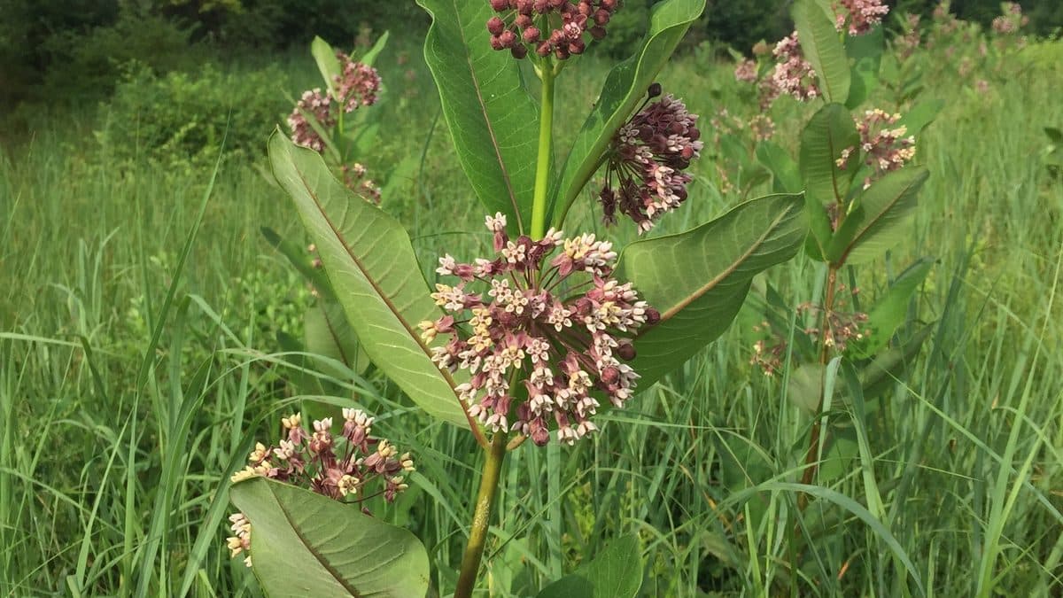Common milkweed with pink flower clusters in a grassy field
