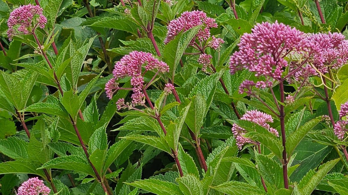 Joe-Pye weed with pink flower clusters above green leaves