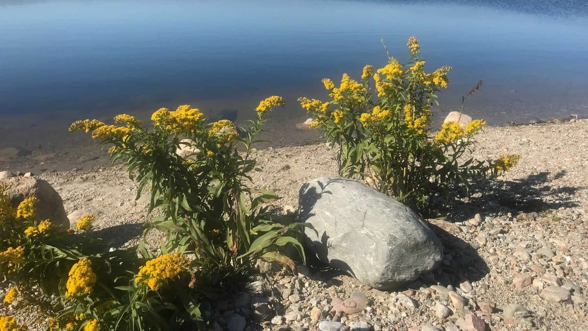 Seaside goldenrod with yellow flowers growing beside a rock on a pebble shoreline