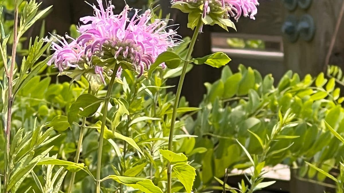 Wild bergamot with pale purple flowers growing beside a wooden structure