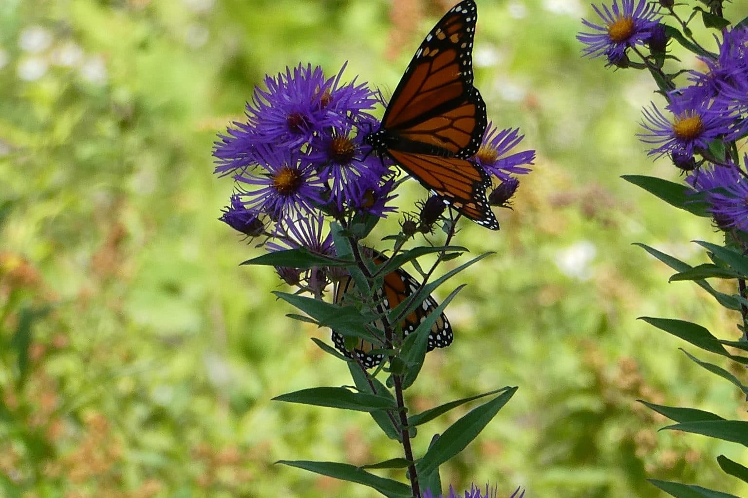 Two monarch butterflies on purple New England aster flowers in a green meadow