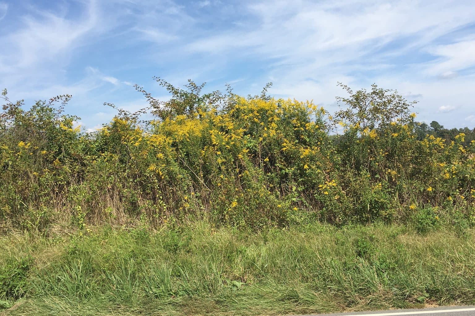 A roadside stand of tall goldenrod in bloom under a blue sky, the official South Carolina state wildflower