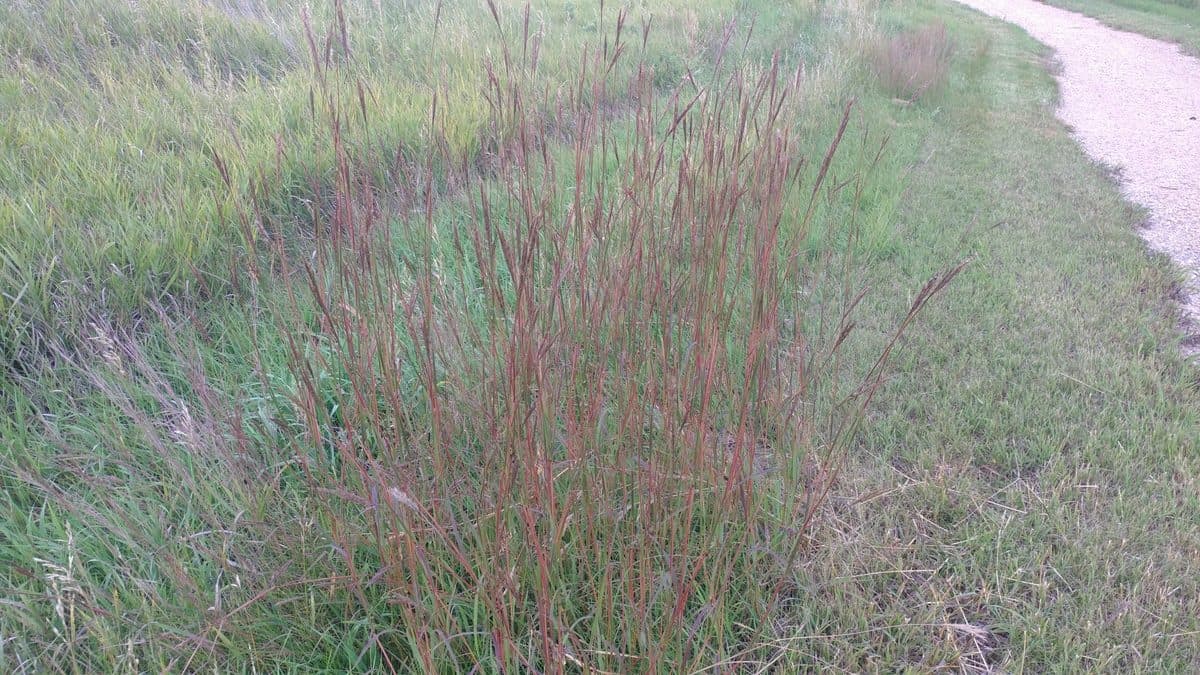 Reddish big bluestem stems in a grassy strip beside a gravel path