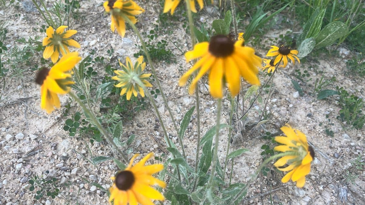 Black-eyed Susans with yellow petals and dark centers growing in gravelly soil