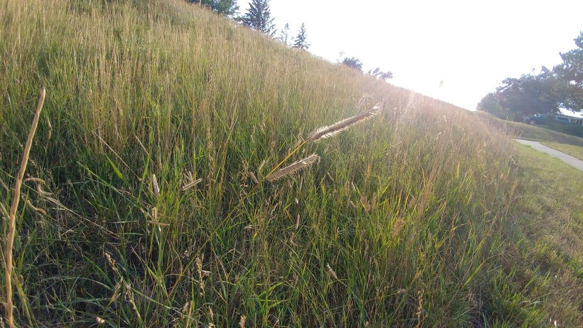 Blue grama seed heads above grass on a sunlit slope
