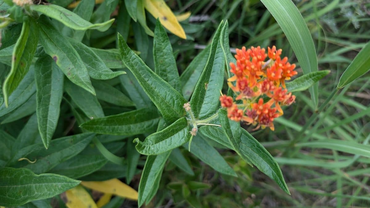 Orange butterfly milkweed flowers above narrow green leaves