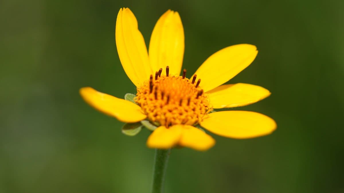 A single yellow false sunflower against a green background
