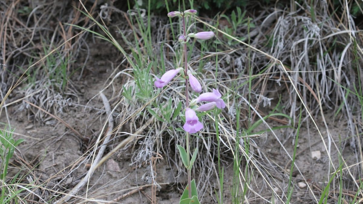 Pale lavender large-flowered beardtongue blooming in dry grass