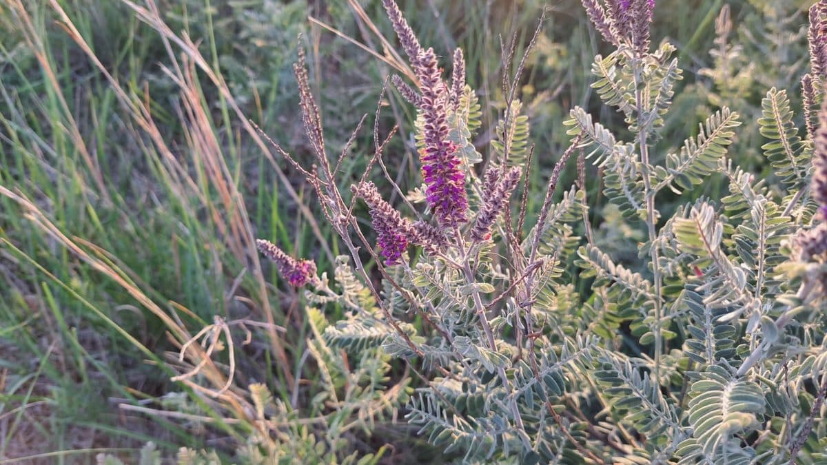 Leadplant with purple flower spikes and gray-green leaves among prairie grasses