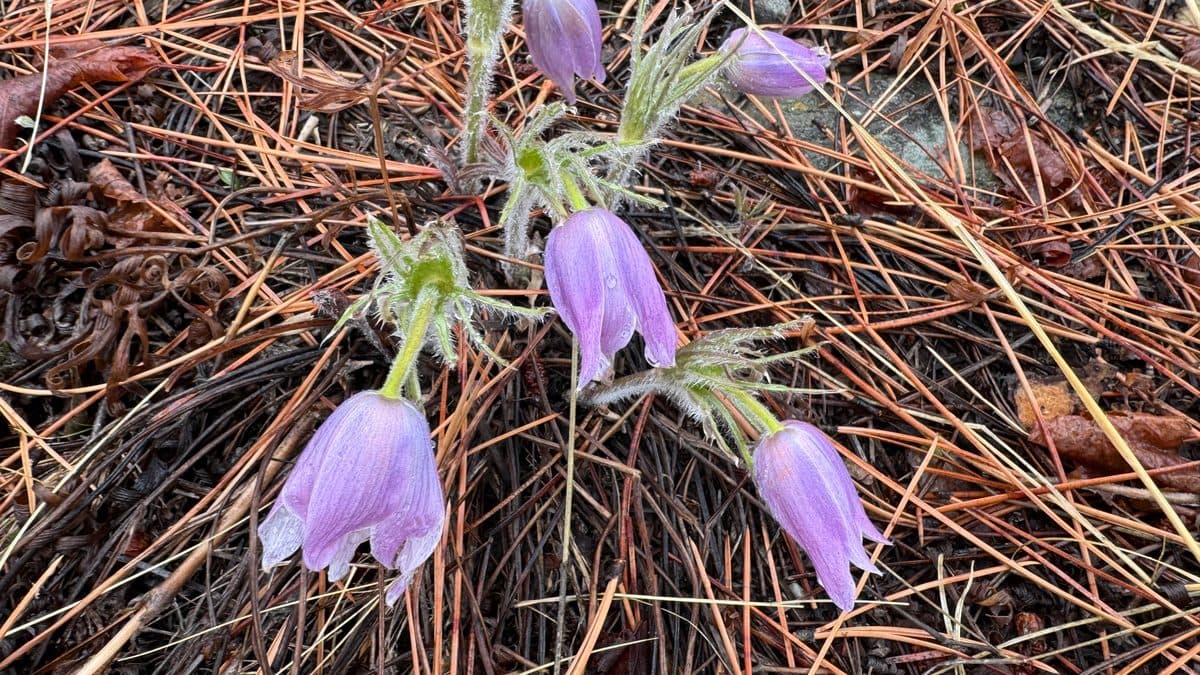 Pale purple pasqueflowers nodding over brown pine needles