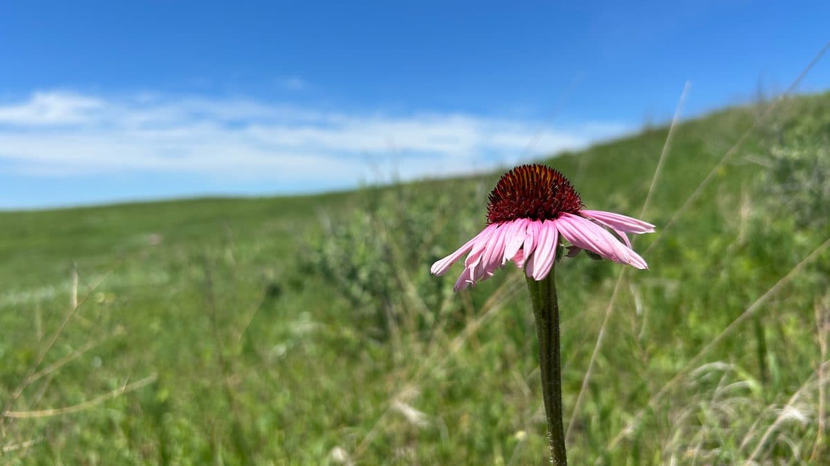 A pink narrow-leaved purple coneflower on a green prairie hillside under a blue sky