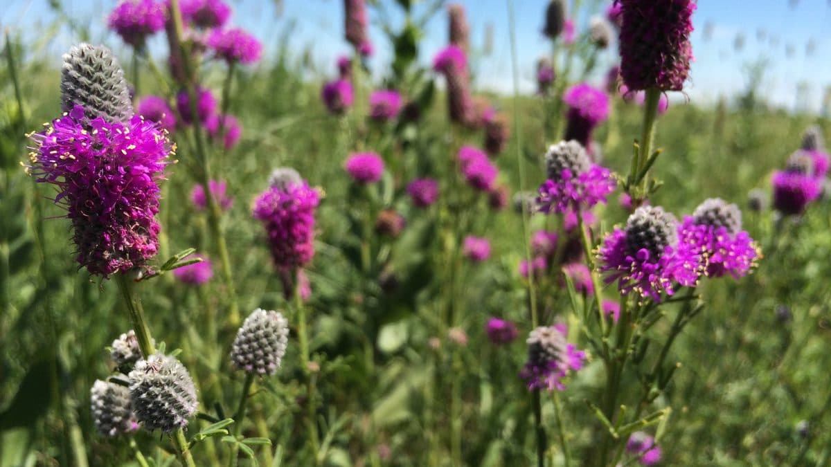 A stand of purple prairie clover in bloom in a green field